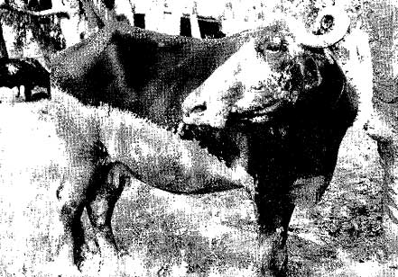 Buffalo with vitiligo spots on belly - front view