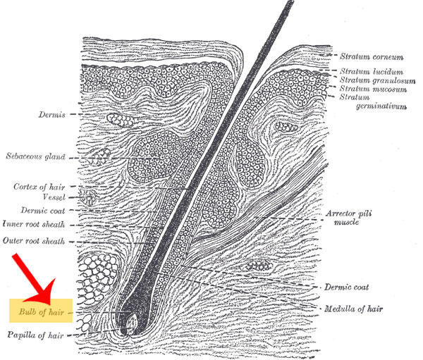 Location of hair bulb