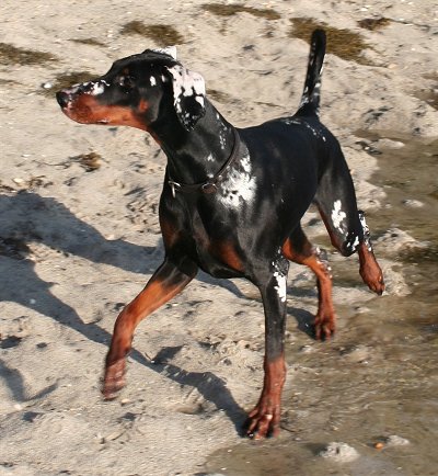 Doberman with vitiligo spots on snout, head, neck and legs