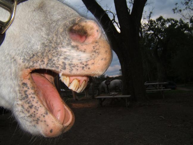 Horse with vitiligo spots on muzzle