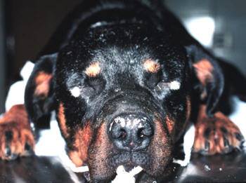 Rottweiler puppy with vitiligo on snout