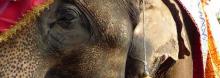 Elephant with vitiligo